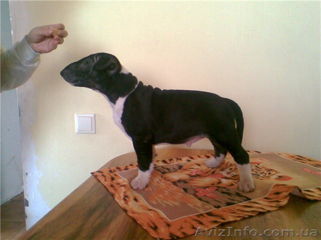 БУЛЬТЕРЬЕР ЩЕНКИ - <ro>Изображение</ro><ru>Изображение</ru> #1, <ru>Объявление</ru> #6069