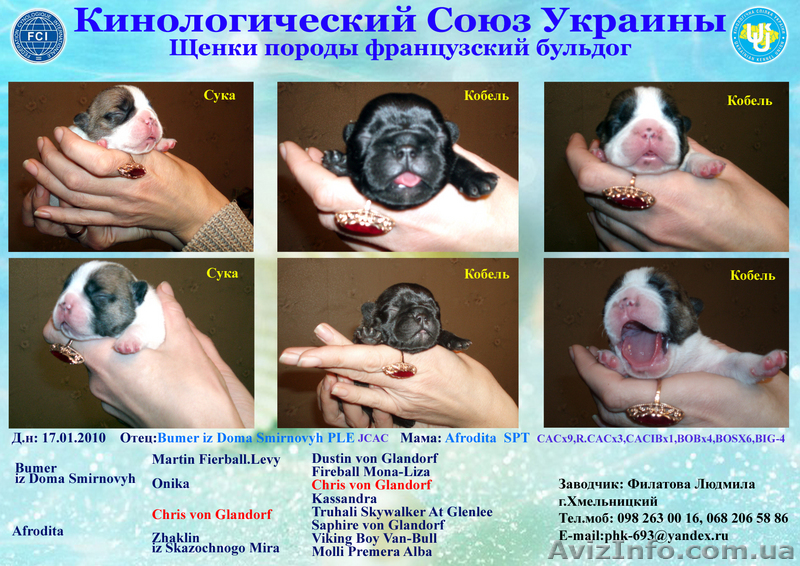 щенки французского бульдога - <ro>Изображение</ro><ru>Изображение</ru> #1, <ru>Объявление</ru> #6068