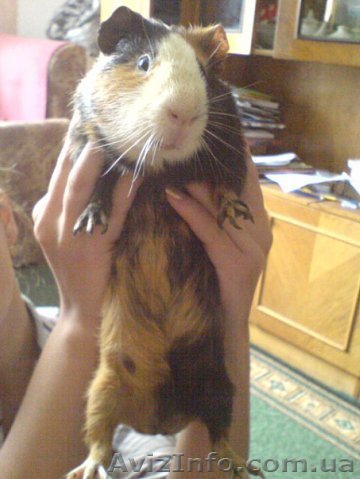 Срочно продам морскую свинку - <ro>Изображение</ro><ru>Изображение</ru> #1, <ru>Объявление</ru> #15652