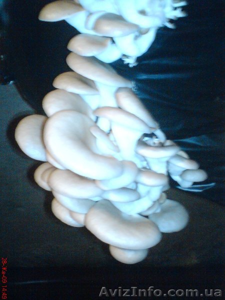 свежие грибочки Вешенка только у нас оптом - <ro>Изображение</ro><ru>Изображение</ru> #1, <ru>Объявление</ru> #113605