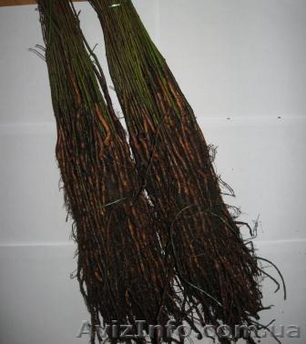 підщепа (подвой) для плодових культур - <ro>Изображение</ro><ru>Изображение</ru> #1, <ru>Объявление</ru> #102994