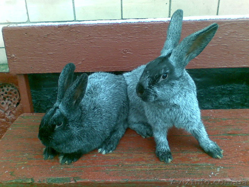 Продам кроликов породы Серебристый - <ro>Изображение</ro><ru>Изображение</ru> #1, <ru>Объявление</ru> #122945