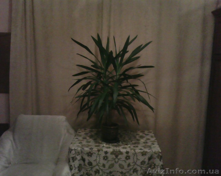 Юкка Слоновая 1 метр - <ro>Изображение</ro><ru>Изображение</ru> #1, <ru>Объявление</ru> #120753