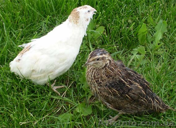 Перепела японские - <ro>Изображение</ro><ru>Изображение</ru> #1, <ru>Объявление</ru> #147872