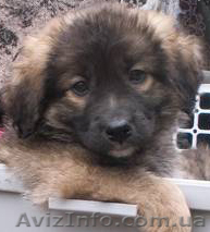 отдам щенка в хорошие руки! - <ro>Изображение</ro><ru>Изображение</ru> #1, <ru>Объявление</ru> #225422