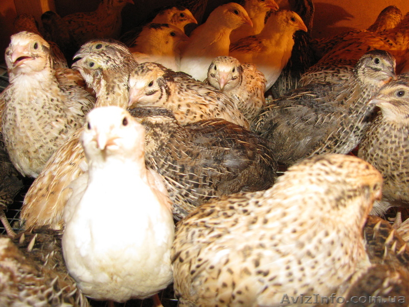 ПЕРЕПЕЛА и Перепелиные яйца - <ro>Изображение</ro><ru>Изображение</ru> #1, <ru>Объявление</ru> #247518