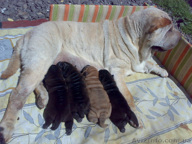  Щенки шар-пея. Документы КСУ - <ro>Изображение</ro><ru>Изображение</ru> #1, <ru>Объявление</ru> #276523