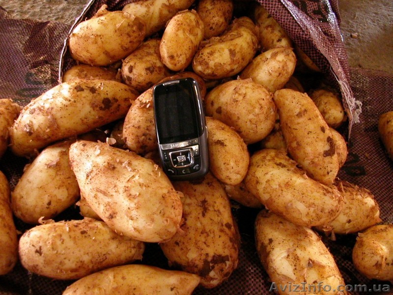 Новый картофель - <ro>Изображение</ro><ru>Изображение</ru> #1, <ru>Объявление</ru> #260086