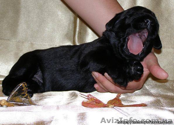 роскошные щенки ризеншнауцера - <ro>Изображение</ro><ru>Изображение</ru> #1, <ru>Объявление</ru> #293942