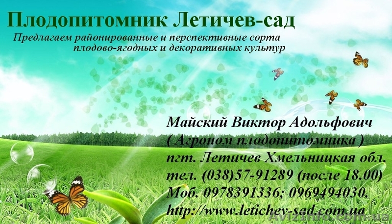 Саженцы Плодопитомник  Летичев-Сад - <ro>Изображение</ro><ru>Изображение</ru> #1, <ru>Объявление</ru> #323210