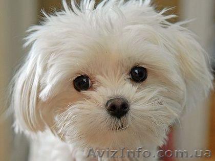 Готовы к продаже Мальтийские болонки - <ro>Изображение</ro><ru>Изображение</ru> #1, <ru>Объявление</ru> #339497