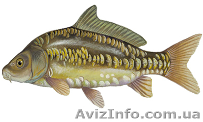 ОПТОВАЯ ПРОДАЖА ЖИВОЙ РЫБЫ (г.Хмельницкий) - <ro>Изображение</ro><ru>Изображение</ru> #1, <ru>Объявление</ru> #410582