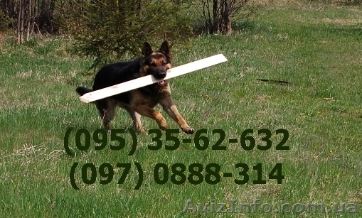 Блок-хаус  від виробника. - <ro>Изображение</ro><ru>Изображение</ru> #1, <ru>Объявление</ru> #481506