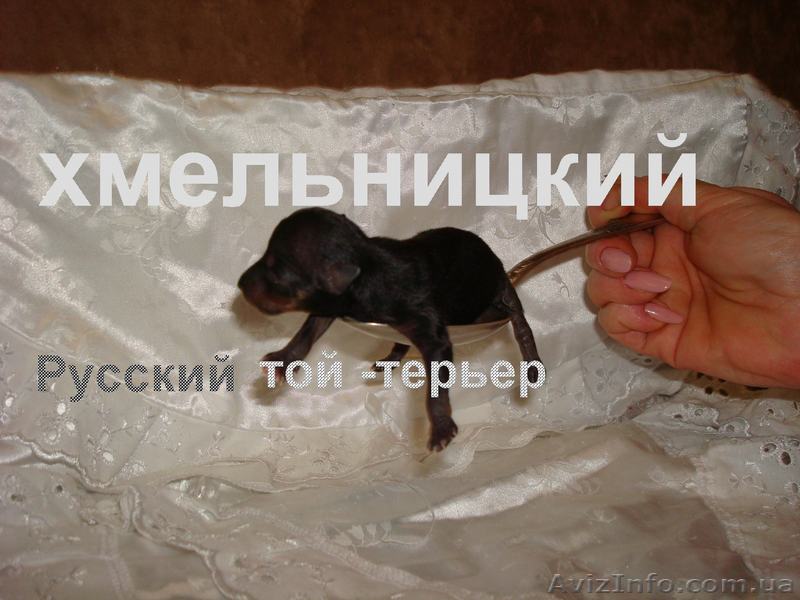  Маленькие шедевры                                                               - <ro>Изображение</ro><ru>Изображение</ru> #1, <ru>Объявление</ru> #492115