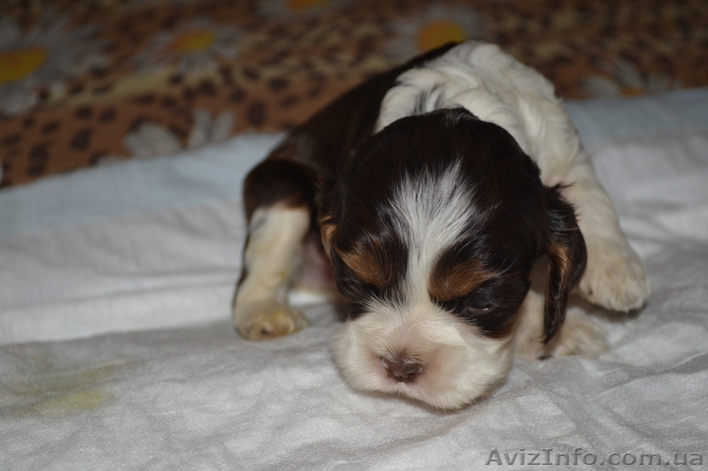 Щенки американского кокер спаниэля - <ro>Изображение</ro><ru>Изображение</ru> #1, <ru>Объявление</ru> #502038