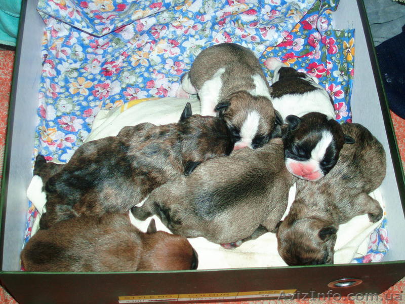 щенки породы французский бульдог - <ro>Изображение</ro><ru>Изображение</ru> #1, <ru>Объявление</ru> #500881