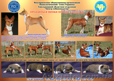 щенки породы басенджи (конго терьер) - <ro>Изображение</ro><ru>Изображение</ru> #1, <ru>Объявление</ru> #500879