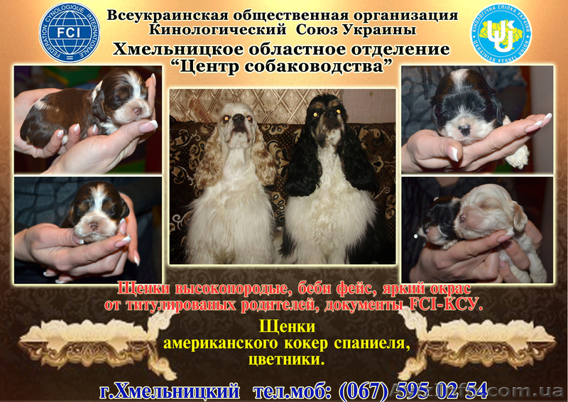 щенки породы американский кокер спаниель - <ro>Изображение</ro><ru>Изображение</ru> #1, <ru>Объявление</ru> #500882