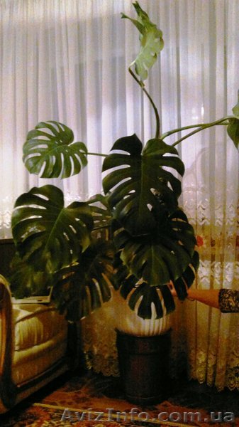 Продается Монстера - <ro>Изображение</ro><ru>Изображение</ru> #1, <ru>Объявление</ru> #614686