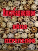 Инкубационное яйцо перепелов японских - <ro>Изображение</ro><ru>Изображение</ru> #1, <ru>Объявление</ru> #613241
