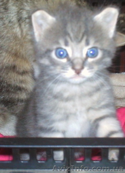 котьонок                                                                         - <ro>Изображение</ro><ru>Изображение</ru> #1, <ru>Объявление</ru> #704974