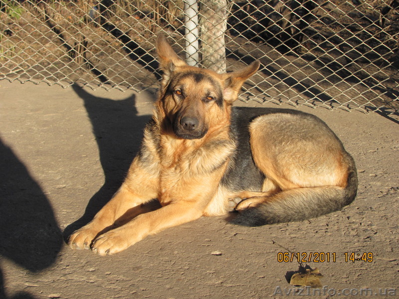 немецкую овчарку - <ro>Изображение</ro><ru>Изображение</ru> #1, <ru>Объявление</ru> #808899