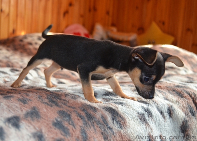 Той-терьер, мини мальчик - <ro>Изображение</ro><ru>Изображение</ru> #1, <ru>Объявление</ru> #887276