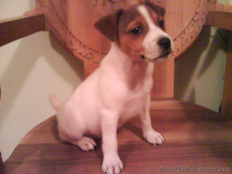 Продам замечательных Джек Рассел терьер - <ro>Изображение</ro><ru>Изображение</ru> #1, <ru>Объявление</ru> #339498