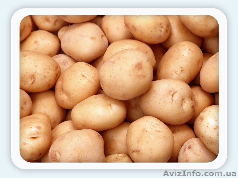 ПРОДАЮ  КАРТОФЕЛЬ В НЕОГРАНИЧЕННОМ КОЛИЧЕСТВЕ - <ro>Изображение</ro><ru>Изображение</ru> #1, <ru>Объявление</ru> #942285