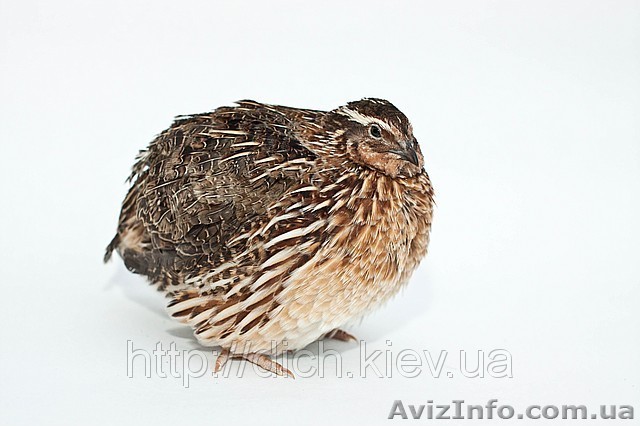 Продам перепелов-Фараон  - <ro>Изображение</ro><ru>Изображение</ru> #1, <ru>Объявление</ru> #962643