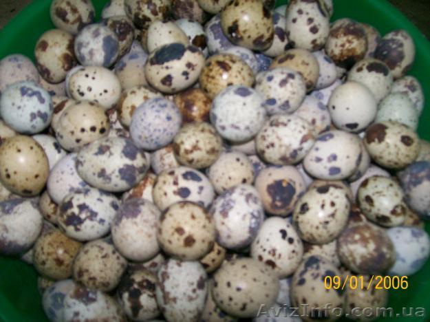 Перепелиные яйца оптом  - <ro>Изображение</ro><ru>Изображение</ru> #1, <ru>Объявление</ru> #962645