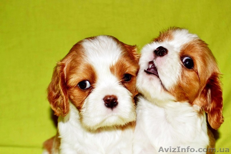 Кавалер Кинг Чарльз спаниель щенки - <ro>Изображение</ro><ru>Изображение</ru> #1, <ru>Объявление</ru> #378846