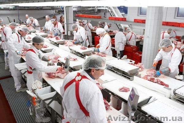  Пакувальник/ца на м\'ясокомбінат в Польщу. Терміново!  - <ro>Изображение</ro><ru>Изображение</ru> #1, <ru>Объявление</ru> #1076119