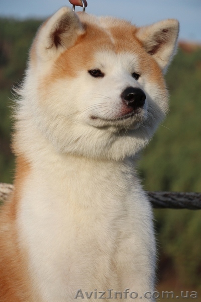 АКИТА-ИНУ кобель для вязок - <ro>Изображение</ro><ru>Изображение</ru> #1, <ru>Объявление</ru> #1153544