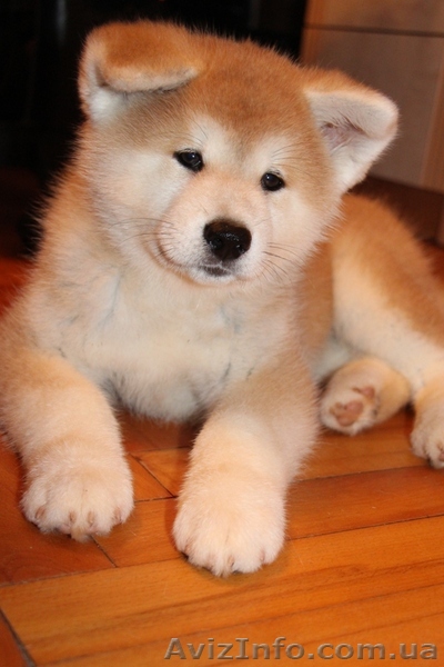 АКИТА-ину щенок (алиментный) - <ro>Изображение</ro><ru>Изображение</ru> #1, <ru>Объявление</ru> #1153509