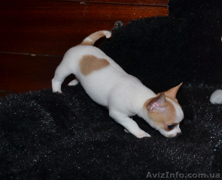 Красивые и породные щенки. Док КСУ. Прививки. Доставка. Помощь 24/7. - <ro>Изображение</ro><ru>Изображение</ru> #1, <ru>Объявление</ru> #911496