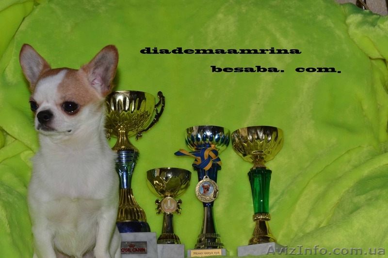 предлагаю Красавца   Чихуахуа для плем.работы - <ro>Изображение</ro><ru>Изображение</ru> #1, <ru>Объявление</ru> #741121