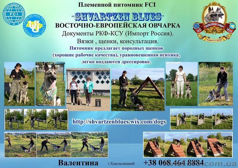 Восточноевропейская овчарка. Щенки! - <ro>Изображение</ro><ru>Изображение</ru> #1, <ru>Объявление</ru> #1096282