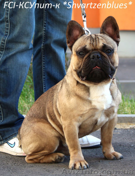 Французский бульдог, кобель для вязки. - <ro>Изображение</ro><ru>Изображение</ru> #1, <ru>Объявление</ru> #1095857