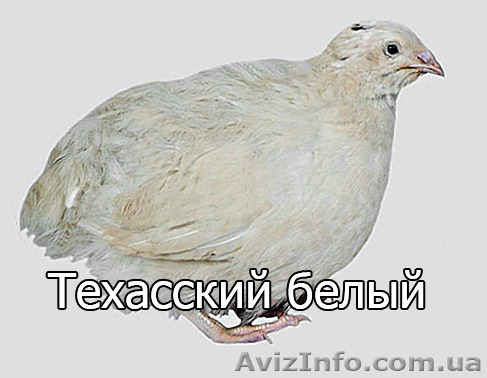 Мы реализуем инкубационные яйца  перепела породы Техасский белый  - <ro>Изображение</ro><ru>Изображение</ru> #1, <ru>Объявление</ru> #1255420
