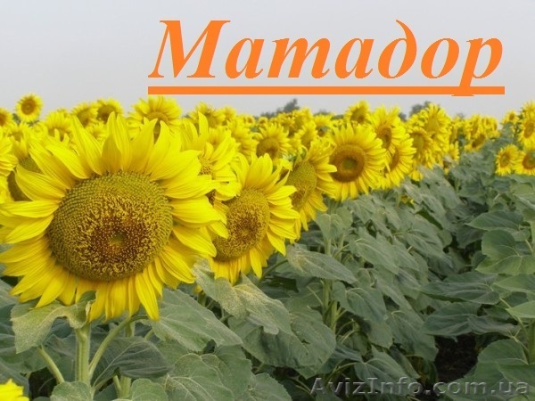 Насіння соняшнику Матадор  - <ro>Изображение</ro><ru>Изображение</ru> #1, <ru>Объявление</ru> #1509172