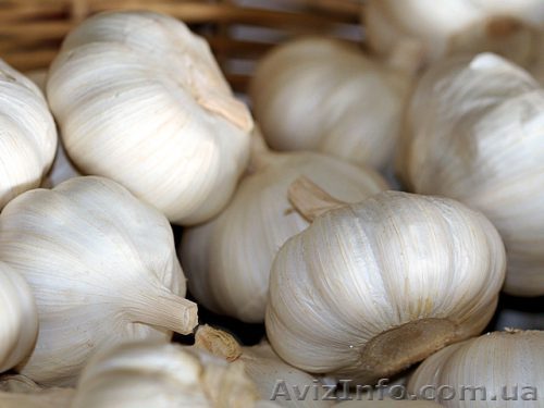 Часник. - <ro>Изображение</ro><ru>Изображение</ru> #1, <ru>Объявление</ru> #1598667