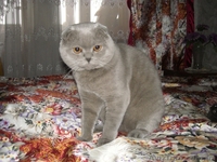 Вязка.Шотландский вислоухий. - <ro>Изображение</ro><ru>Изображение</ru> #2, <ru>Объявление</ru> #13680