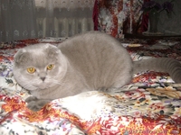 Вязка.Шотландский вислоухий. - <ro>Изображение</ro><ru>Изображение</ru> #1, <ru>Объявление</ru> #13680