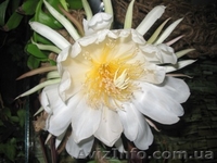 Плодовые и цветщие  - <ro>Изображение</ro><ru>Изображение</ru> #1, <ru>Объявление</ru> #75140