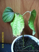 Плодовые и цветщие  - <ro>Изображение</ro><ru>Изображение</ru> #5, <ru>Объявление</ru> #75140