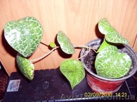 Плодовые и цветщие  - <ro>Изображение</ro><ru>Изображение</ru> #4, <ru>Объявление</ru> #75140