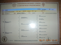 Среднеазиатская овчарка (алабай) - <ro>Изображение</ro><ru>Изображение</ru> #2, <ru>Объявление</ru> #89849