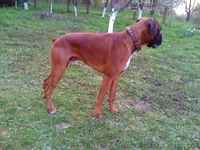 Вязка боксер c родословной - <ro>Изображение</ro><ru>Изображение</ru> #2, <ru>Объявление</ru> #111111