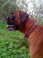 Вязка боксер c родословной - <ro>Изображение</ro><ru>Изображение</ru> #1, <ru>Объявление</ru> #111111